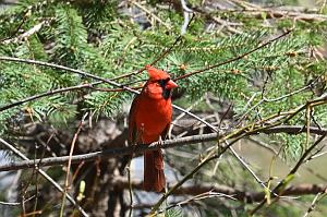 2025-04236493 Broad Meadow Brook, MA